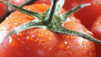从成熟的西红柿上面滴下的水滴。 提供高清极致特写